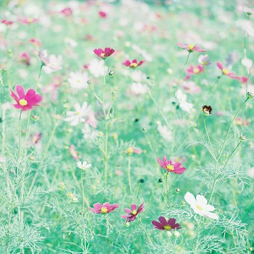 - Unidentified Cosmos — Wikimedia Commons