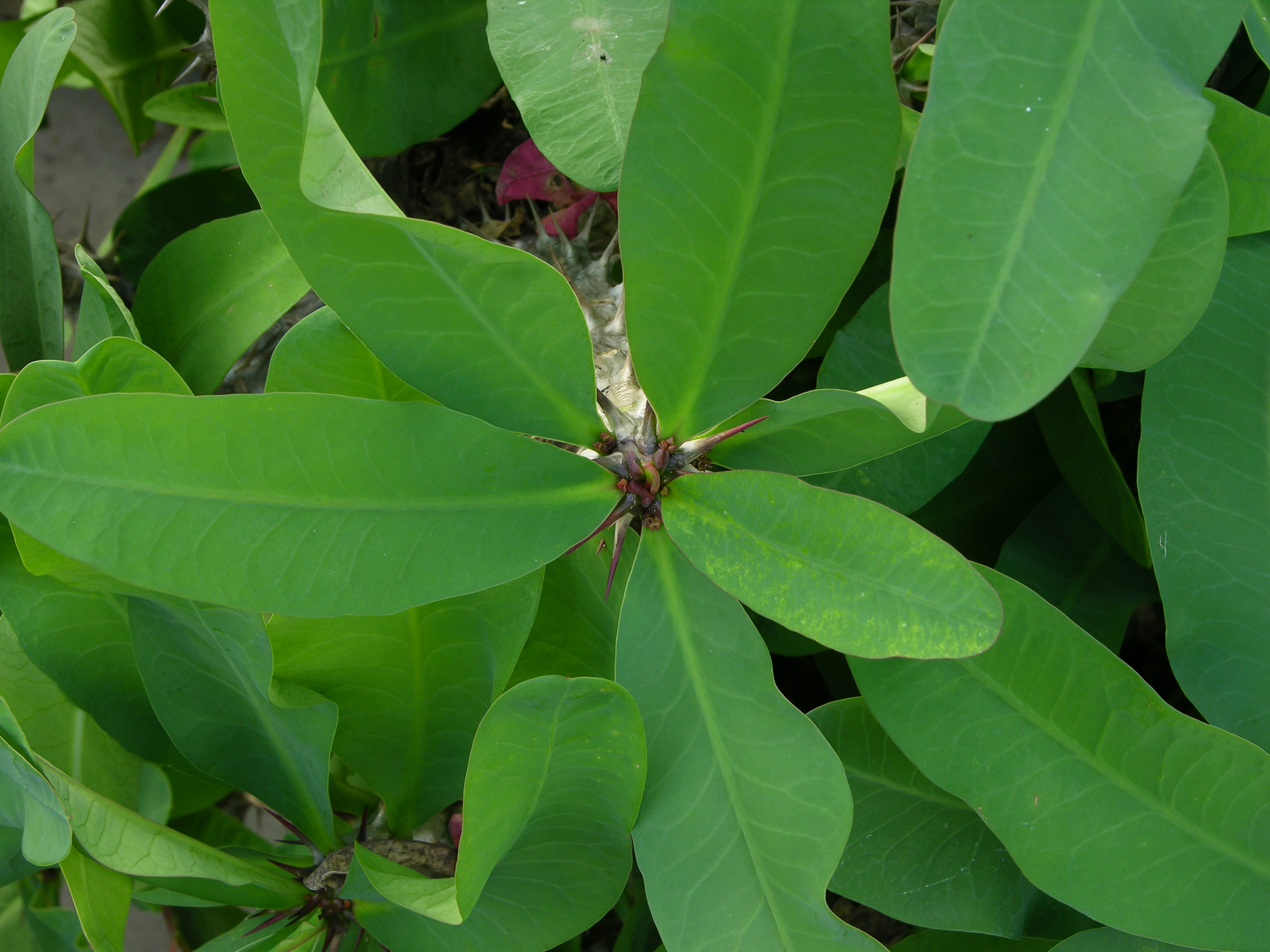 - Unidentified Crown — Wikimedia Commons