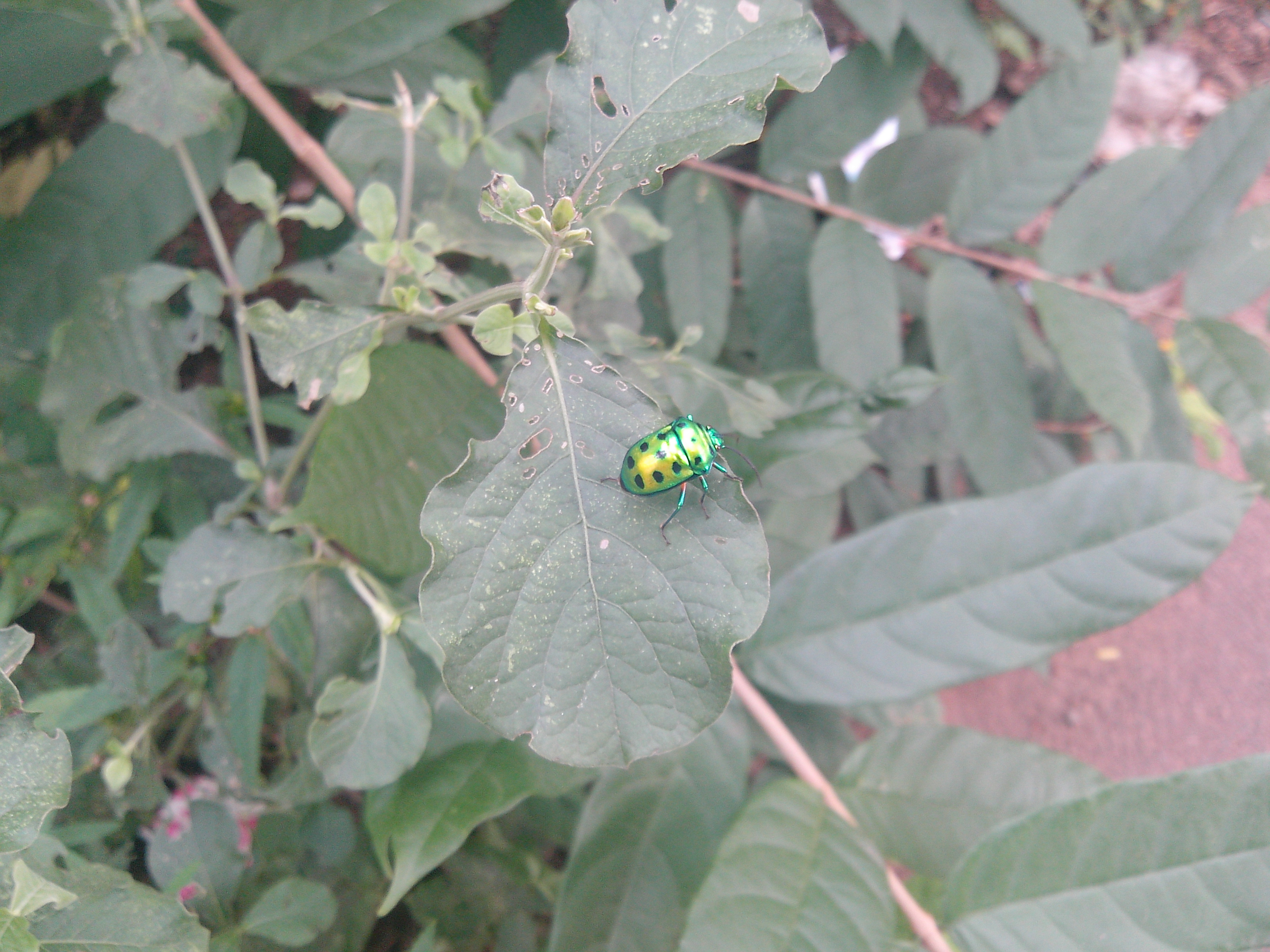 - Unidentified Golden Pon — Wikimedia Commons