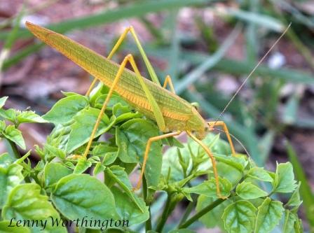 - Unidentified MM — Wikimedia Commons