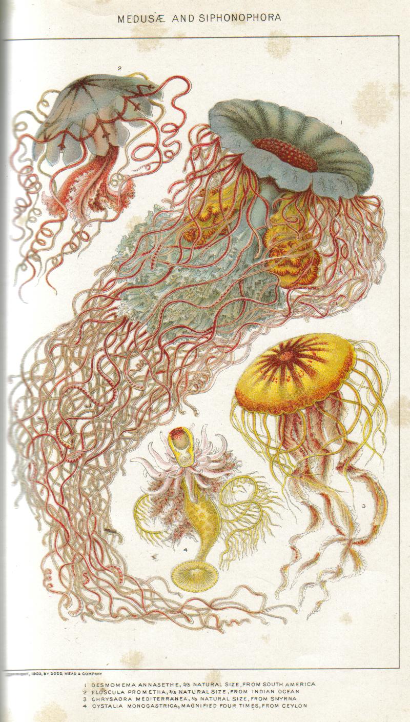 - Unidentified New International — Wikimedia Commons