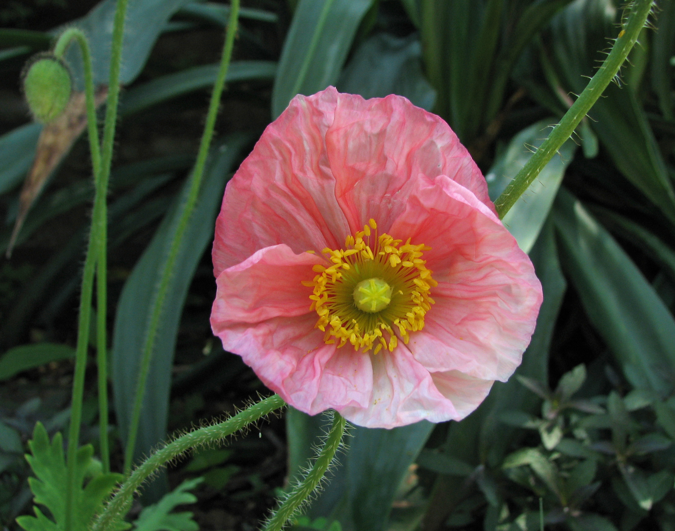 - Unidentified Poppy — Wikimedia Commons
