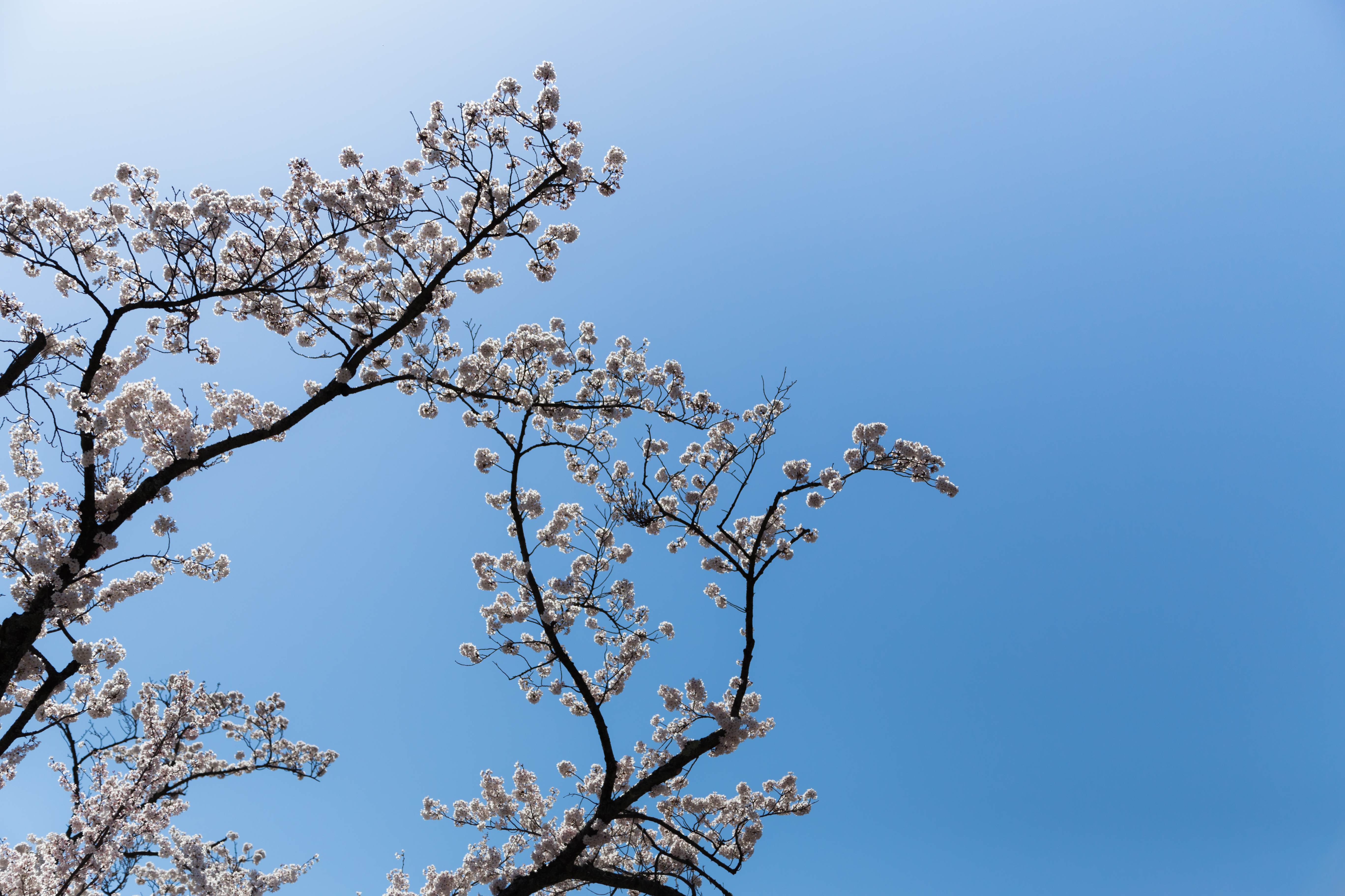 - Unidentified Sakura — Wikimedia Commons